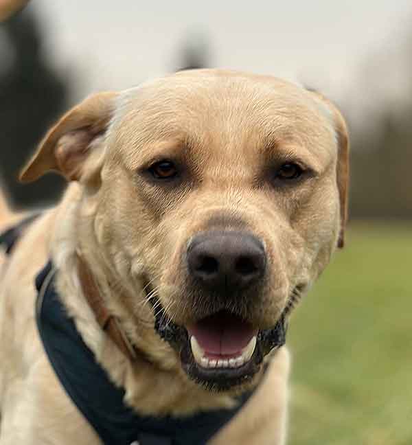 unick chien labrador sable de 1 an à adopter au refuge sos animaux 78 refuge lili colin au chesnay près de versailles